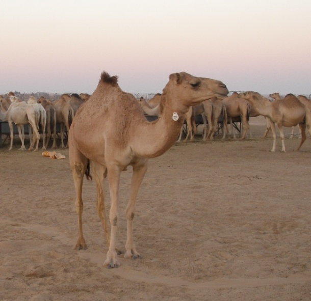 The MERS virus is thought to be carried by camels, many of which are imported...