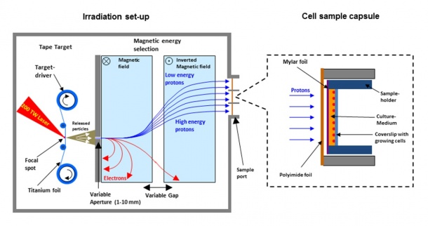 Aufbau des Experiments zur Bestrahlung von Zellproben mit Laser-beschleunigten...