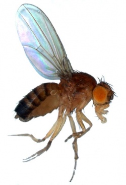 Photo: Using fruit flies to help understand cancer