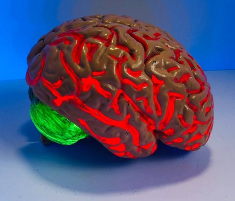 brain figurine with red and green light